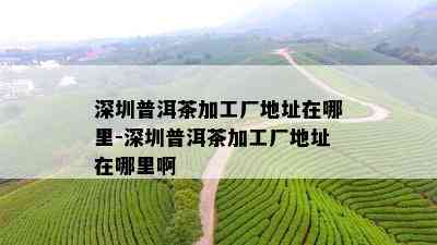 深圳普洱茶加工厂地址在哪里-深圳普洱茶加工厂地址在哪里啊