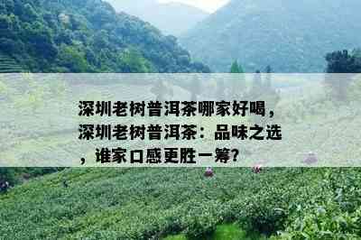 深圳老树普洱茶哪家好喝，深圳老树普洱茶：品味之选，谁家口感更胜一筹？