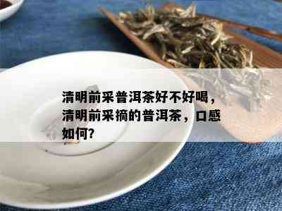 清明前采普洱茶好不好喝，清明前采摘的普洱茶，口感如何？