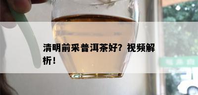 清明前采普洱茶好？视频解析！