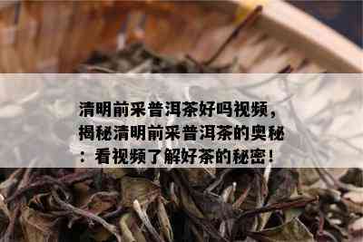 清明前采普洱茶好吗视频，揭秘清明前采普洱茶的奥秘：看视频了解好茶的秘密！