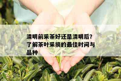 清明前采茶好还是清明后？了解茶叶采摘的更佳时间与品种