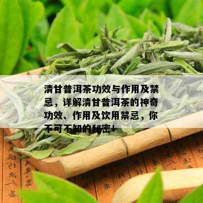 清甘普洱茶功效与作用及禁忌，详解清甘普洱茶的神奇功效、作用及饮用禁忌，你不可不知的秘密！