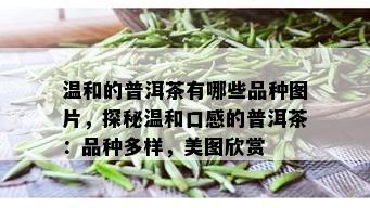 温和的普洱茶有哪些品种图片，探秘温和口感的普洱茶：品种多样，美图欣赏