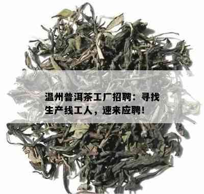 温州普洱茶工厂招聘：寻找生产线工人，速来应聘！