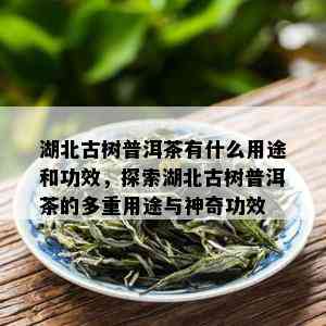 湖北古树普洱茶有什么用途和功效，探索湖北古树普洱茶的多重用途与神奇功效