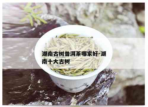 湖南古树普洱茶哪家好-湖南十大古树