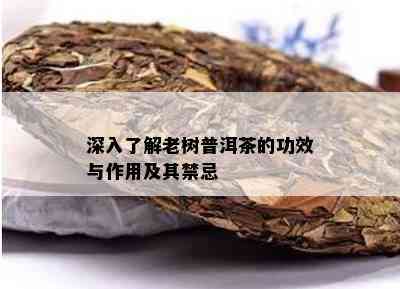 深入了解老树普洱茶的功效与作用及其禁忌