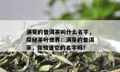 满芽的普洱茶叫什么名字，探秘茶叶世界：满芽的普洱茶，你知道它的名字吗？