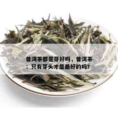 普洱茶都是芽好吗，普洱茶：只有芽头才是更好的吗？