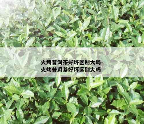 火烤普洱茶好坏区别大吗-火烤普洱茶好坏区别大吗