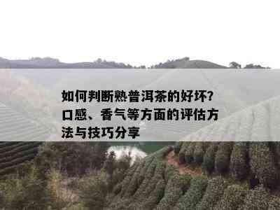 如何判断熟普洱茶的好坏？口感、香气等方面的评估方法与技巧分享