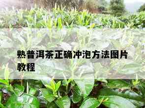 熟普洱茶正确冲泡方法图片教程