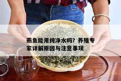 燕鱼能用纯净水吗？养殖专家详解原因与注意事项