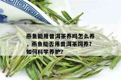 燕鱼能用普洱茶养吗怎么养，燕鱼能否用普洱茶饲养？如何科学养护？