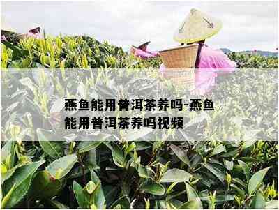 燕鱼能用普洱茶养吗-燕鱼能用普洱茶养吗视频