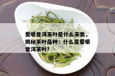 爱嚼普洱茶叶是什么茶类，揭秘茶叶品种：什么是爱嚼普洱茶叶？