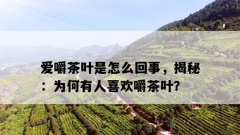 爱嚼茶叶是怎么回事，揭秘：为何有人喜欢嚼茶叶？