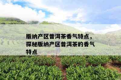 版纳产区普洱茶香气特点，探秘版纳产区普洱茶的香气特点