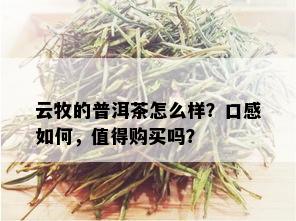 云牧的普洱茶怎么样？口感如何，值得购买吗？