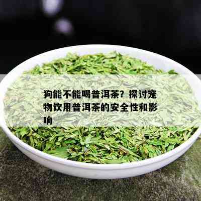 狗能不能喝普洱茶？探讨宠物饮用普洱茶的安全性和影响