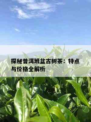 探秘普洱班盆古树茶：特点与价格全解析