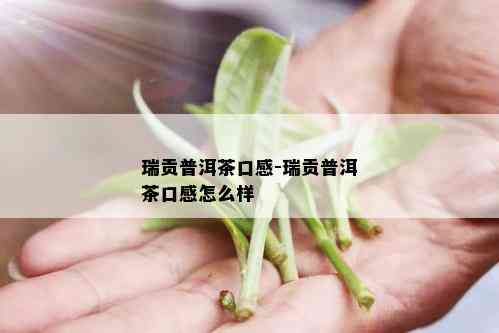 瑞贡普洱茶口感-瑞贡普洱茶口感怎么样