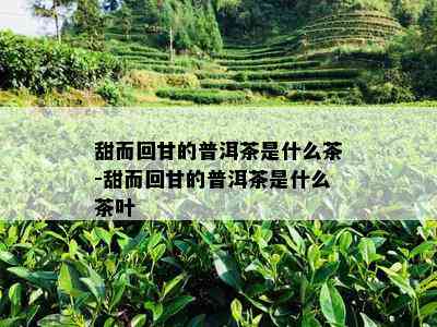 甜而回甘的普洱茶是什么茶-甜而回甘的普洱茶是什么茶叶