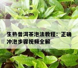 生熟普洱茶泡法教程：正确冲泡步骤视频全解