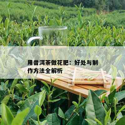 用普洱茶做花肥：好处与制作方法全解析