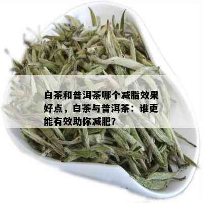 白茶和普洱茶哪个减脂效果好点，白茶与普洱茶：谁更能有效助你减肥？