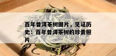 百年普洱茶树图片，见证历史：百年普洱茶树的珍贵照片