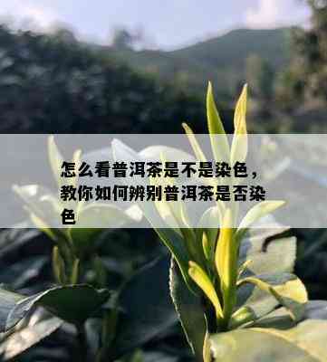 怎么看普洱茶是不是染色，教你如何辨别普洱茶是否染色