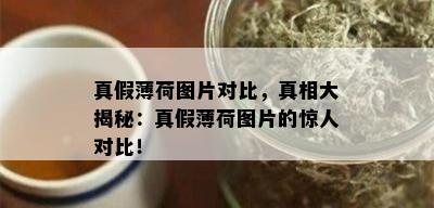 真假薄荷图片对比，真相大揭秘：真假薄荷图片的惊人对比！