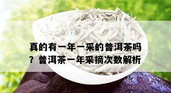 真的有一年一采的普洱茶吗？普洱茶一年采摘次数解析