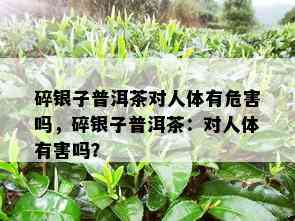 碎银子普洱茶对人体有危害吗，碎银子普洱茶：对人体有害吗？