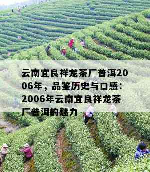 云南宜良祥龙茶厂普洱2006年，品鉴历史与口感：2006年云南宜良祥龙茶厂普洱的魅力