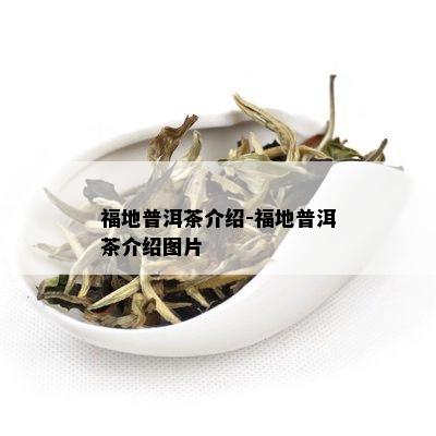 福地普洱茶介绍-福地普洱茶介绍图片