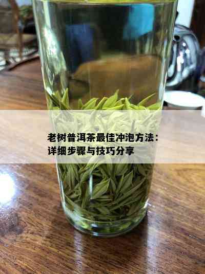 老树普洱茶更佳冲泡方法：详细步骤与技巧分享