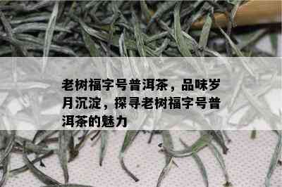 老树福字号普洱茶，品味岁月沉淀，探寻老树福字号普洱茶的魅力