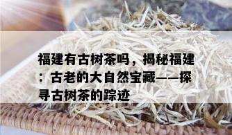 福建有古树茶吗，揭秘福建：古老的大自然宝藏——探寻古树茶的踪迹