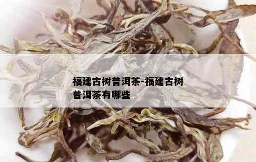 福建古树普洱茶-福建古树普洱茶有哪些