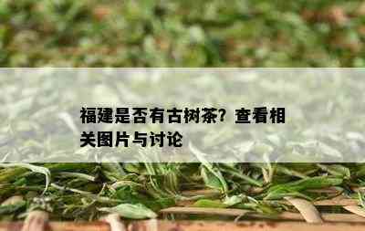 福建是否有古树茶？查看相关图片与讨论