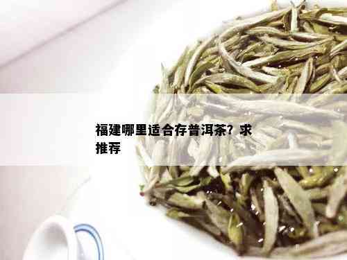 福建哪里适合存普洱茶？求推荐