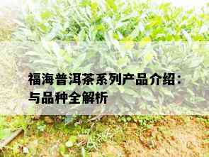 福海普洱茶系列产品介绍：与品种全解析