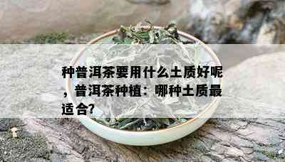 种普洱茶要用什么土质好呢，普洱茶种植：哪种土质最适合？