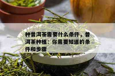 种普洱茶需要什么条件，普洱茶种植：你需要知道的条件和步骤