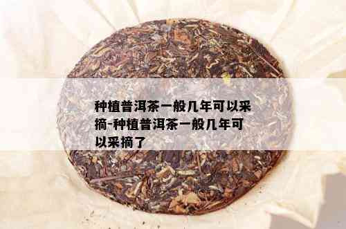 种植普洱茶一般几年可以采摘-种植普洱茶一般几年可以采摘了