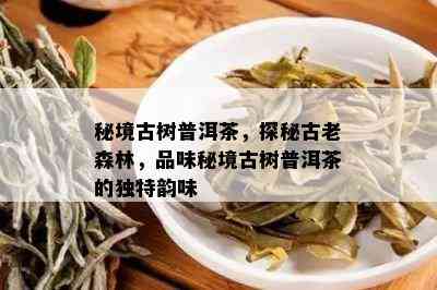 秘境古树普洱茶，探秘古老森林，品味秘境古树普洱茶的独特韵味