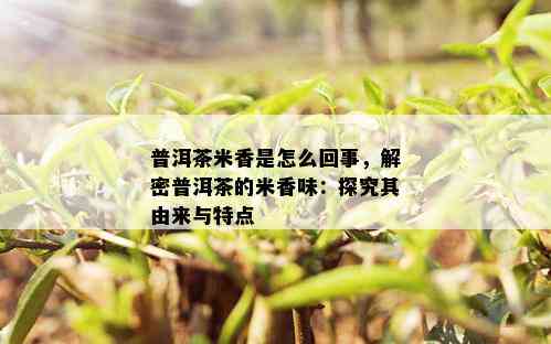 普洱茶米香是怎么回事，解密普洱茶的米香味：探究其由来与特点